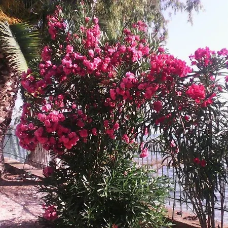 Lejlighed Samantha Paradise *